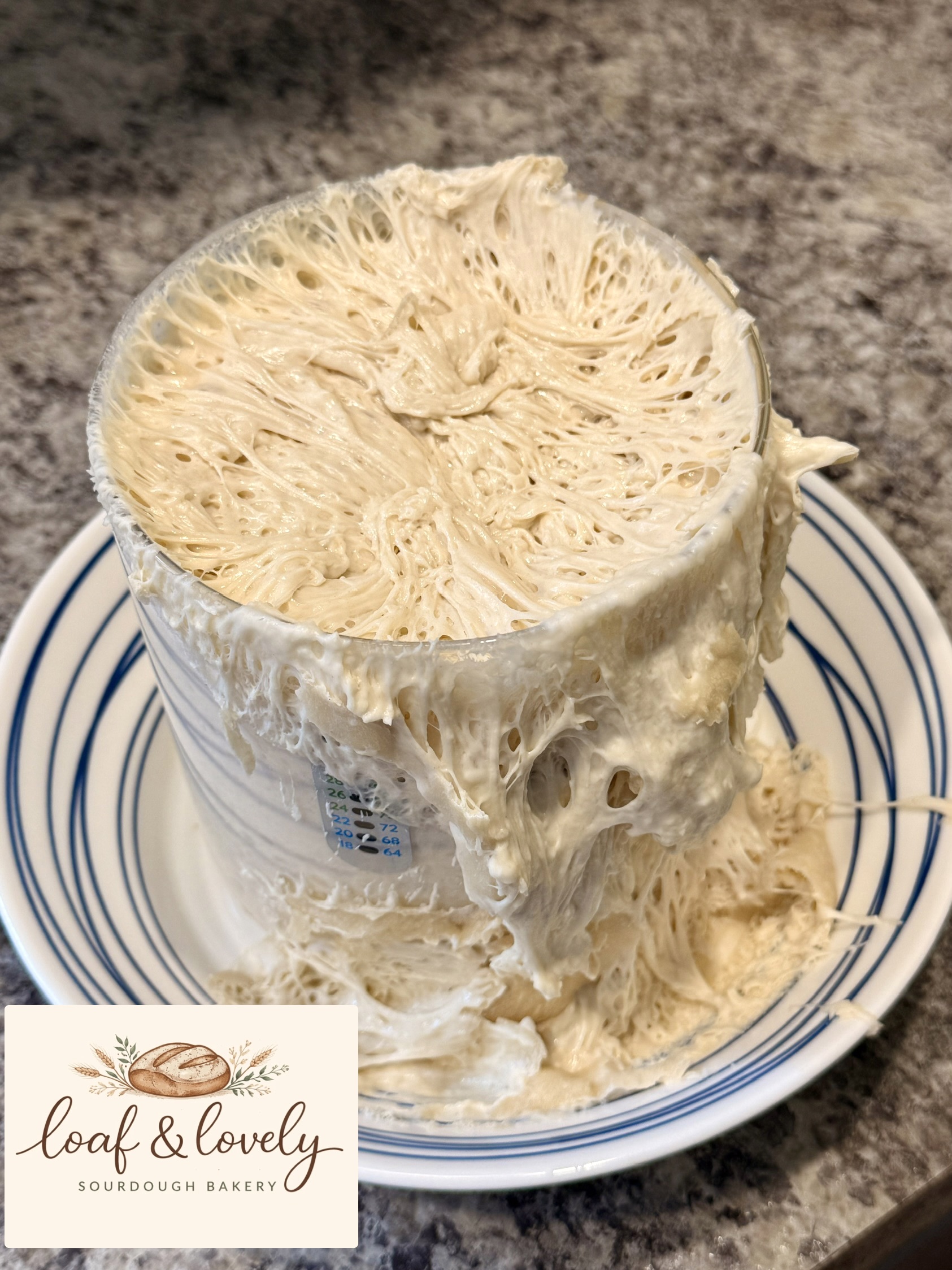 Active bubbling sourdough starter from Loaf and Lovely